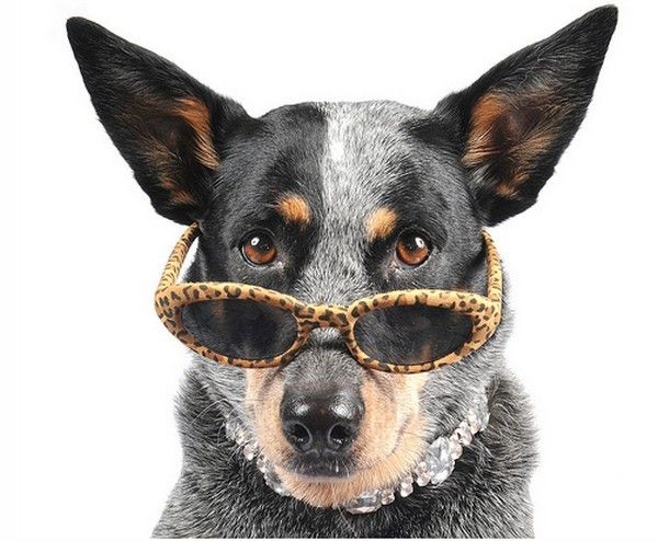 tubes animaux a lunettes